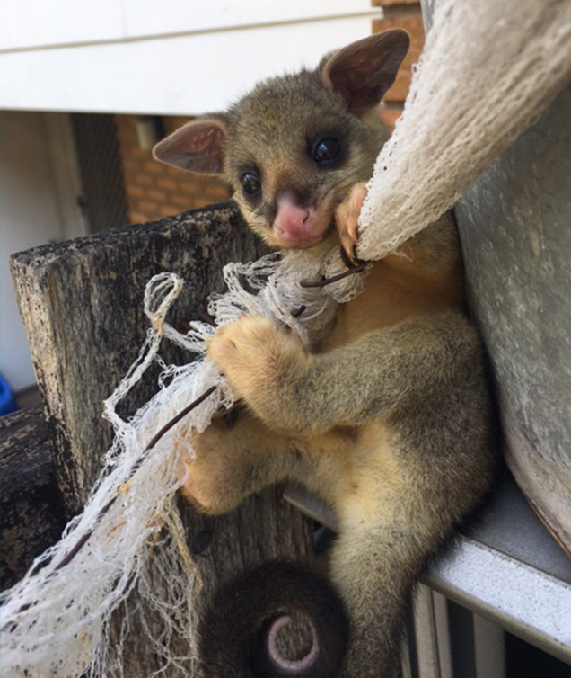 possum rescued rspca queensland fruit tree netting